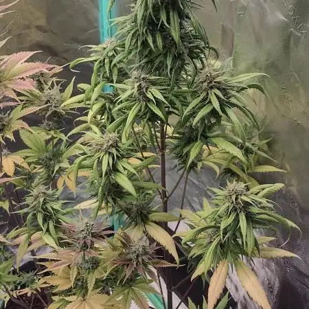 Banana purple punch
