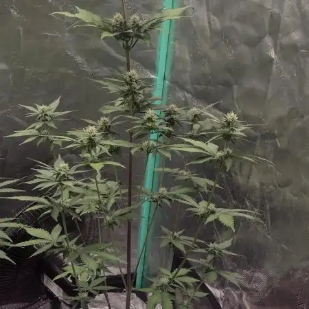 Banana purple punch
