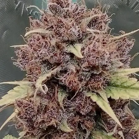 Banana purple punch