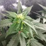 Weedguy