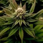 Frosty Bananas