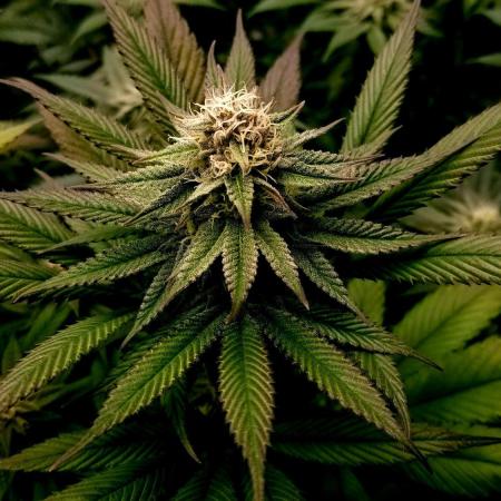 Frosty Bananas
