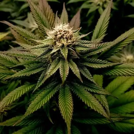 Frosty Bananas