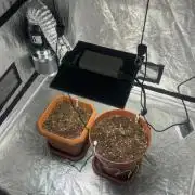 Fastbuds ztrawberriez auto + sweet seeds dark devil auto grow