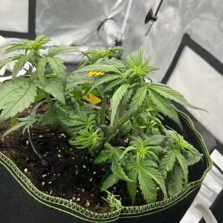 Purple Lemonade Auto