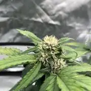 Purple Lemonade Auto