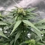 Purple Lemonade Auto