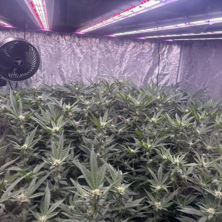 2nd dwc run , four site , exotic genetix