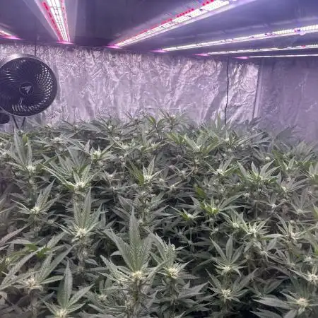 2nd dwc run , four site , exotic genetix