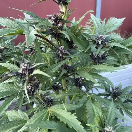 Fast Buds Mix Pack Outdoor