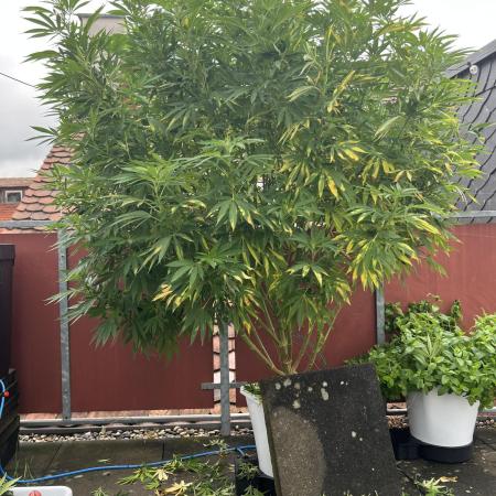 Runtz Fem. Outdoor
