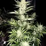 Where are my Zkittles?