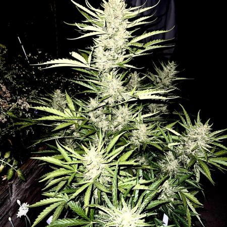 Where are my Zkittles?