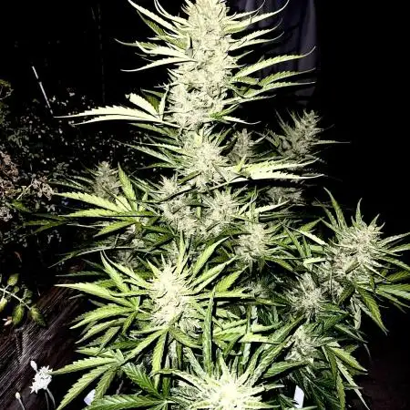 Where are my Zkittles?