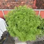 Runtz Fem. Outdoor
