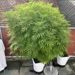 Runtz Fem. Outdoor