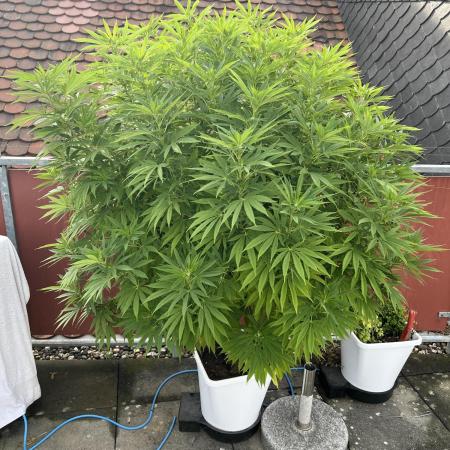 Runtz Fem. Outdoor