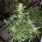 Where are my Zkittles?