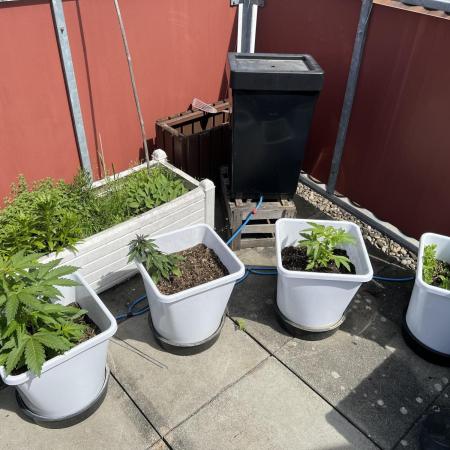 Fast Buds Mix Pack Outdoor