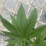 GOLOSA EARLY VERSION,outdoor 2025