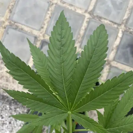 GOLOSA EARLY VERSION,outdoor 2025