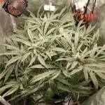 DIY DWC system run #1