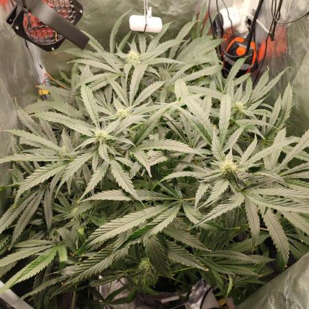 DIY DWC system run #1