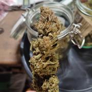 Diesel CBD