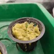 Sticky Broccoli 🥦 - EGC 2026