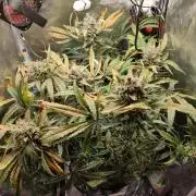 DIY DWC system run #1