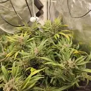 Diesel CBD