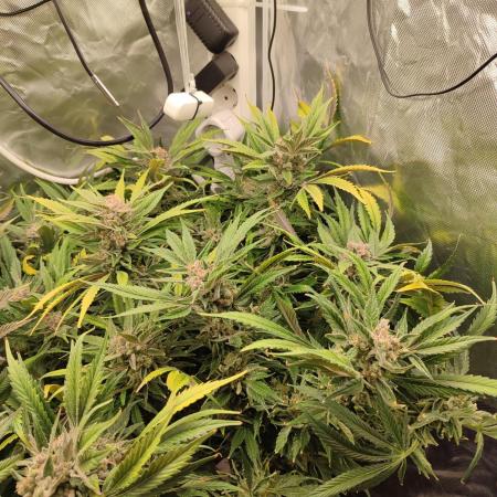 Diesel CBD