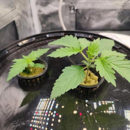 Sticky Broccoli 🥦 - EGC 2026