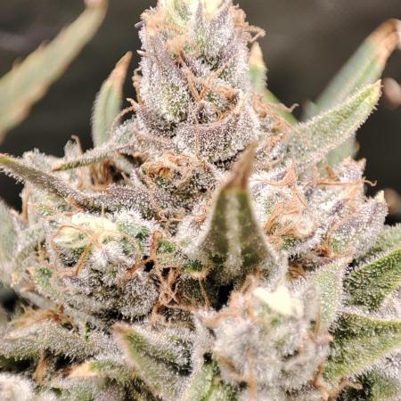 DIY DWC system run #1