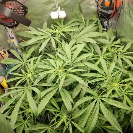 DIY DWC system run #1