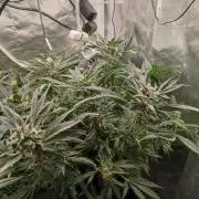 Diesel CBD