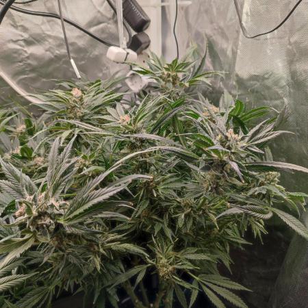Diesel CBD