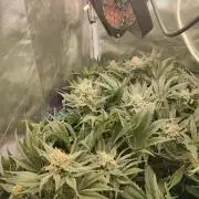 Sticky Broccoli 🥦 - EGC 2026