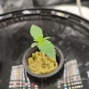 Sticky Broccoli 🥦 - EGC 2026