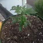 SeedStockers German growing competition