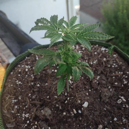 SeedStockers German growing competition