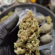 DIY DWC system run #1