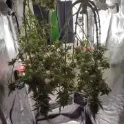DIY DWC system run #1