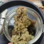 Sticky Broccoli 🥦 - EGC 2026