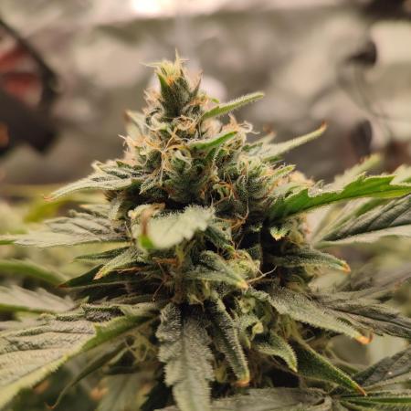 DIY DWC system run #1