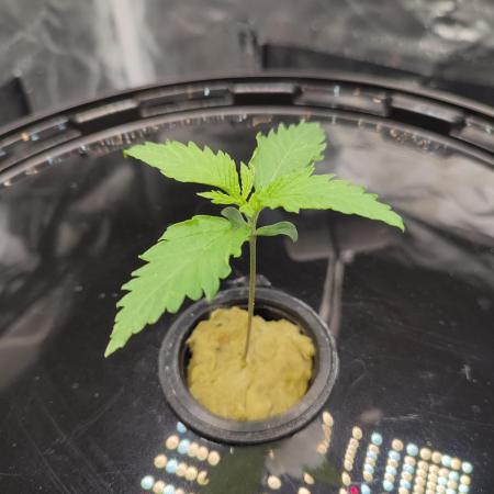 DIY DWC system run #1