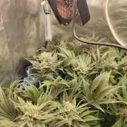 Sticky Broccoli 🥦 - EGC 2026