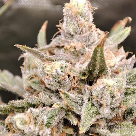 DIY DWC system run #1