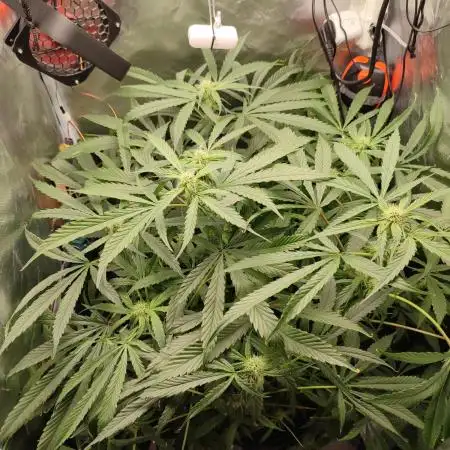 DIY DWC system run #1