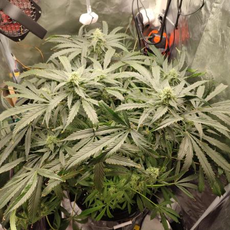 DIY DWC system run #1